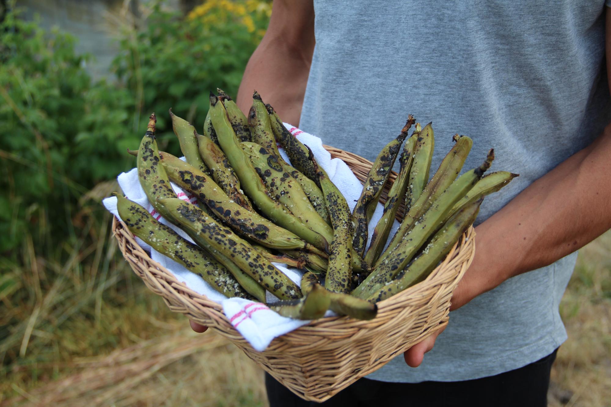 recolte-locale-legumes-oublies-permaculture